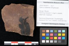 Foto (Objekt + Etikett) von Quercus palaeoilex Ettingshausen (NHMW-GEO-2024-0188-0817)